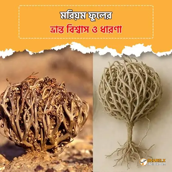 মরিয়ম ফুল খেলে কি সত্যিই সন্তান হয়? জানুন বৈজ্ঞানিক সত্য ও প্রচলিত বিশ্বাস