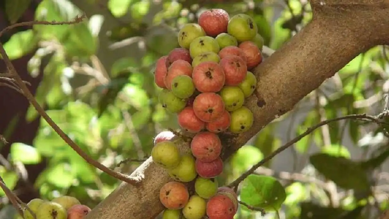 ডুমুর ফল খাওয়ার নিয়ম ও উপকারিতা: এটি কি সত্যিই মাসিক নিয়মিত করে?